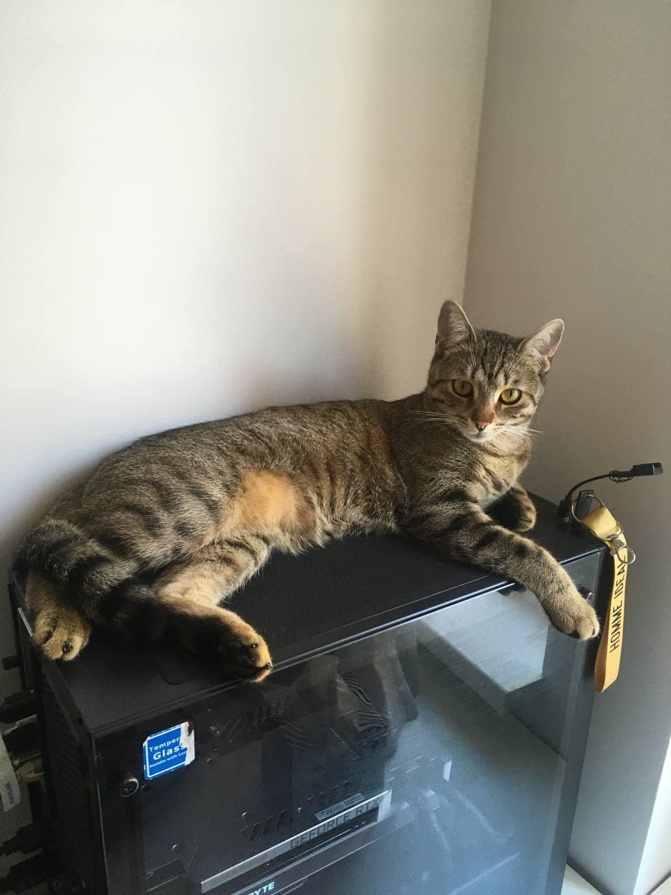 Vivian – Scala Magician